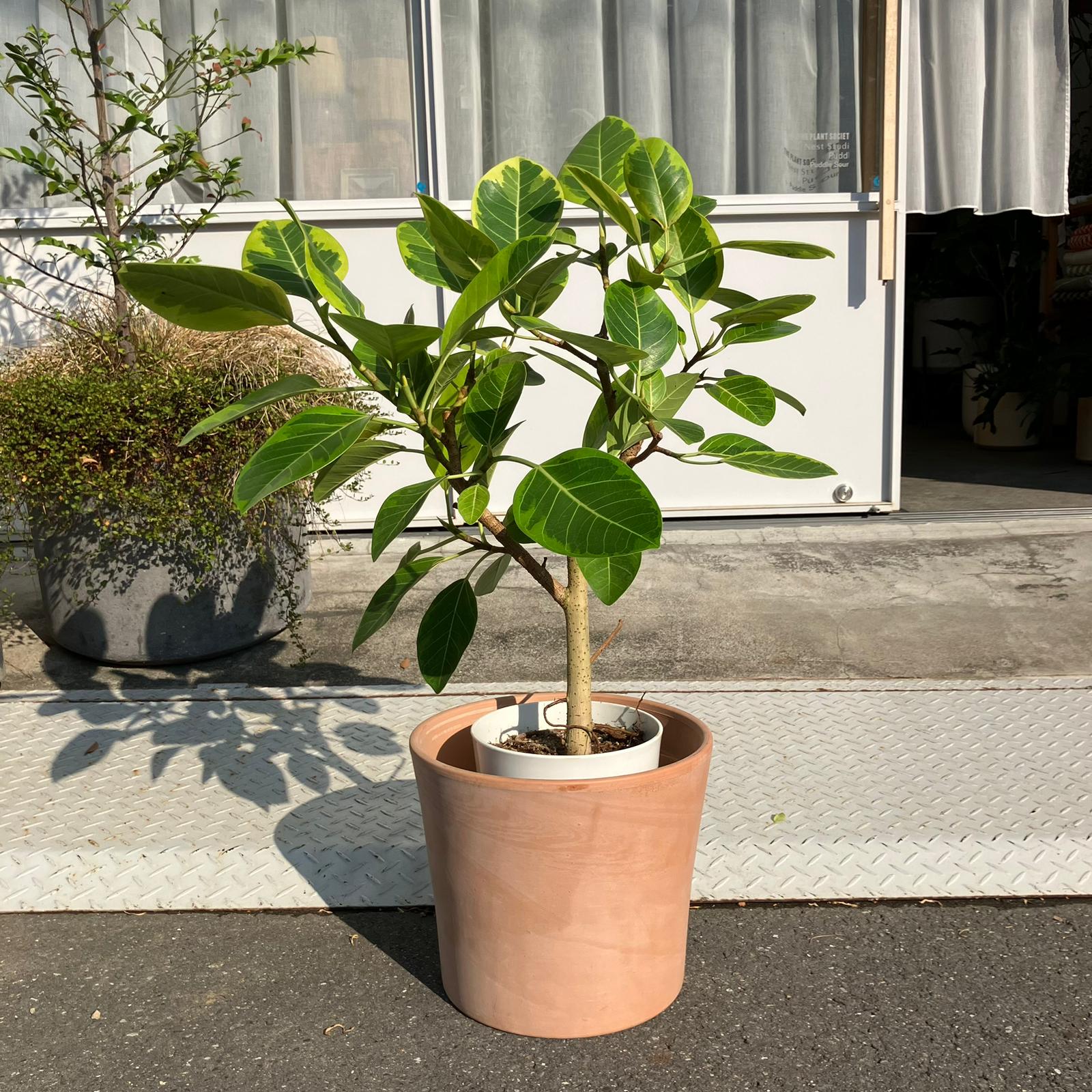 テラコッタ シリンダープランター I 植木鉢 I プラントソサエティ