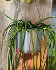 Rhipsalis リプサリス パラドクサ