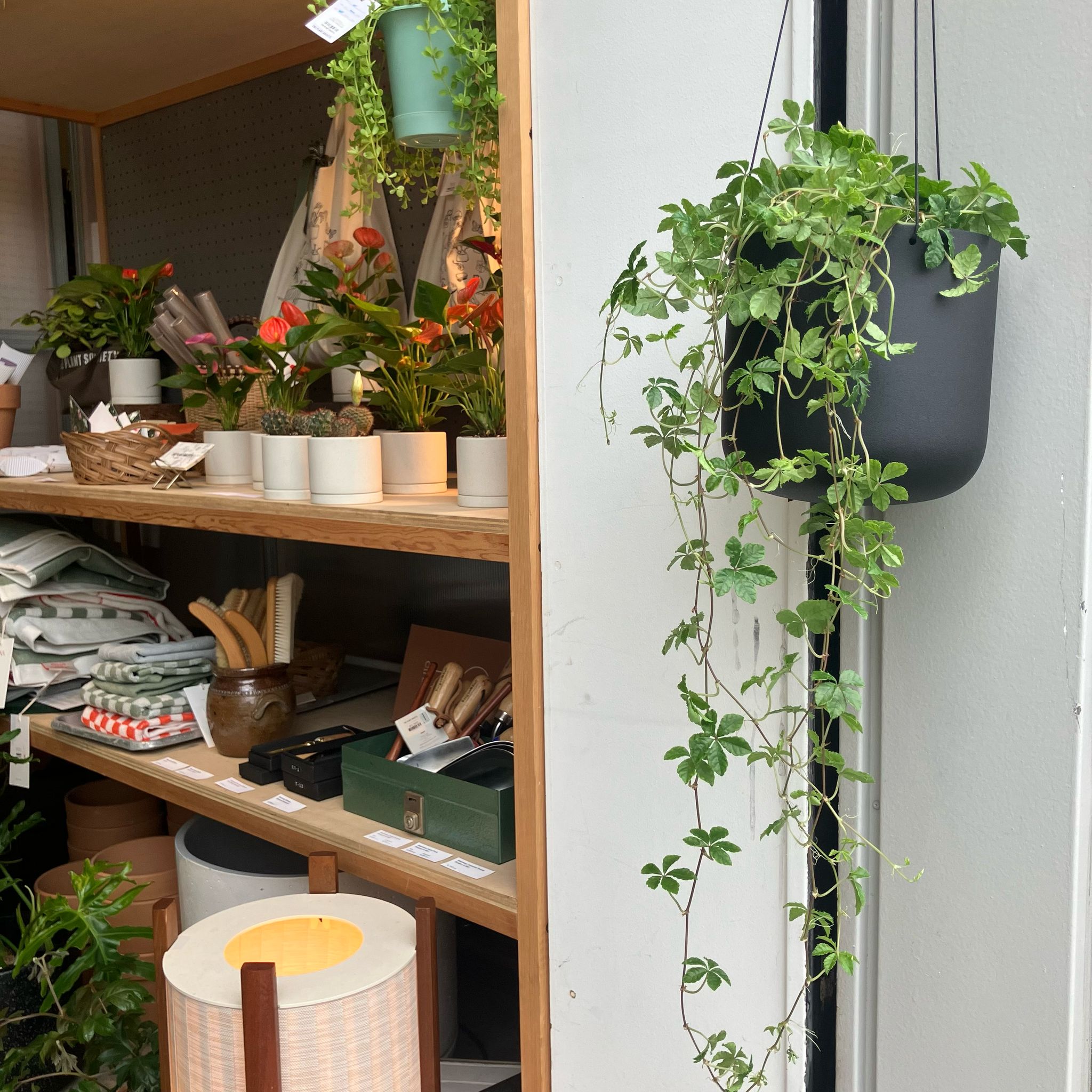 Asta Hanging Planter アスタハンギング I 植木鉢 I プラント