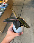 Labisia pumila ラビシア プミラ Size 2
