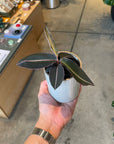 Labisia pumila ラビシア プミラ Size 2