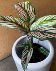Calathea Majestica ‘White Star’ カラテア ホワイトスター Size 3