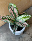 Calathea Majestica ‘White Star’ カラテア ホワイトスター Size 3