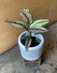 Calathea Majestica ‘White Star’ カラテア ホワイトスター Size 3