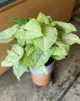 Syngonium podophyllum ‘white butterfly’ シンゴニウム ・ ホワイトバタフライ Size 4