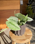 Satin Pothos スキンダプサス トレビー