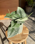 Satin Pothos スキンダプサス トレビー