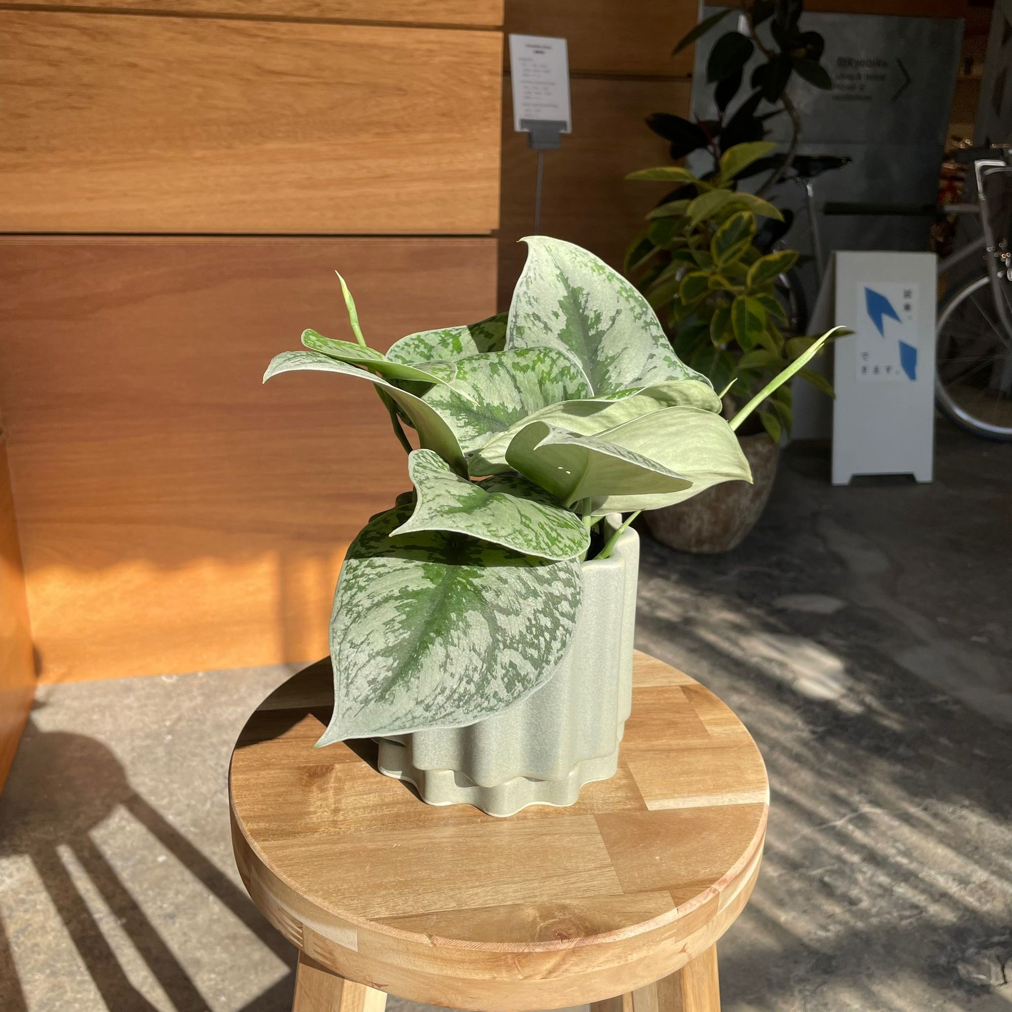 Satin Pothos スキンダプサス トレビー