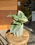 Satin Pothos スキンダプサス トレビー