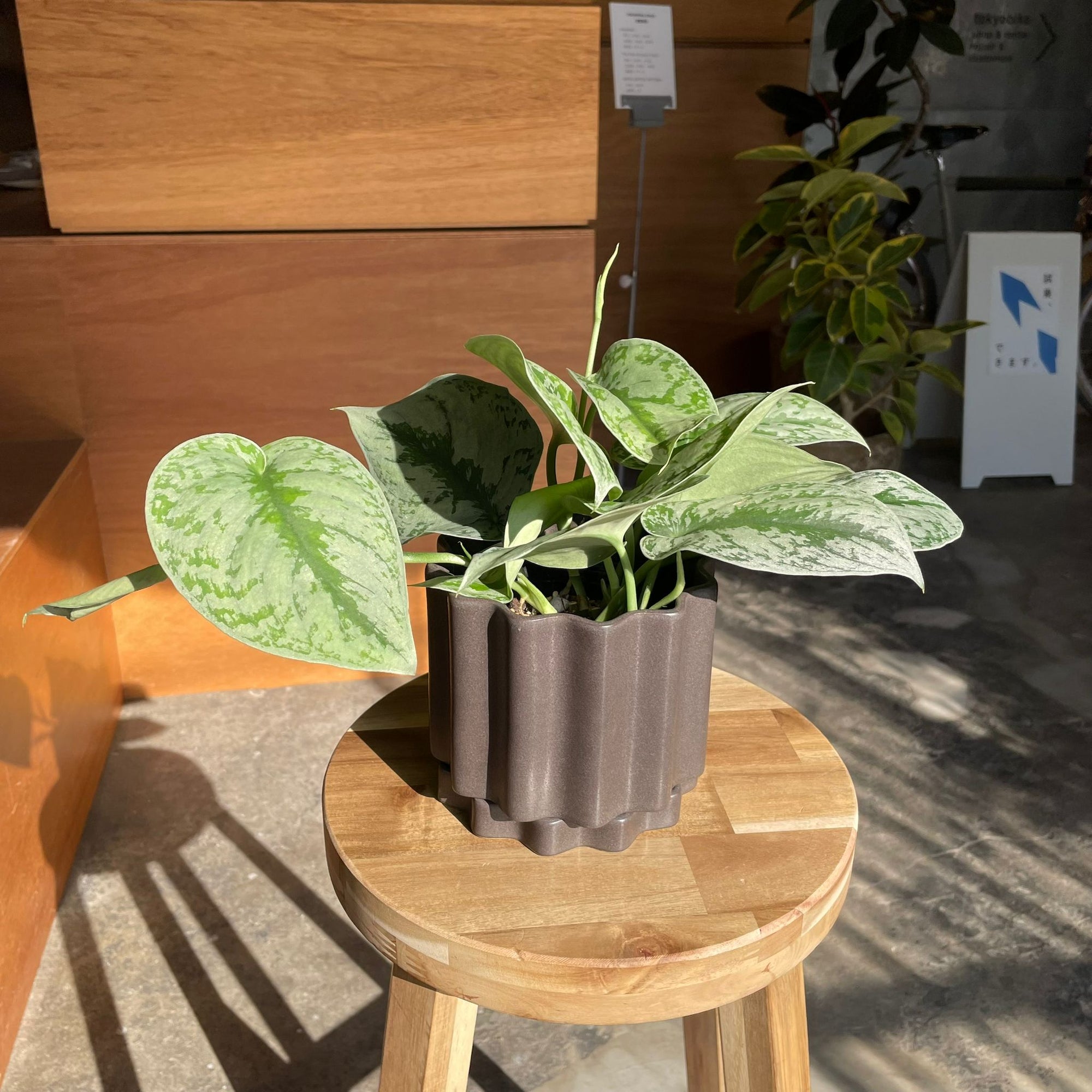 Satin Pothos スキンダプサス トレビー