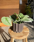 Satin Pothos スキンダプサス トレビー