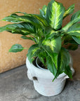 Dieffenbachia 'Camille' ディフェンバキア カミーラ Size 4