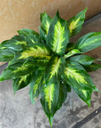 Dieffenbachia 'Camille' ディフェンバキア カミーラ Size 4