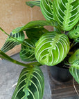 Prayer plant マランタ ・ レモンライム Size 3