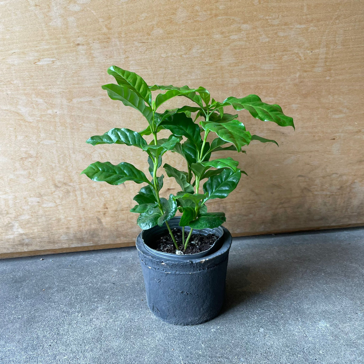 コーヒーの木 I インドアプランツ I プラントソサエティトーキョー