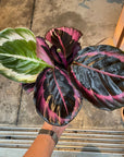 Calathea Red Mojo カラテア レッドモジョ Size 3