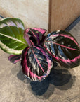 Calathea Red Mojo カラテア レッドモジョ Size 3