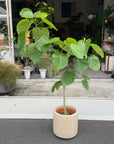 Ficus umbellata フィカス ウンベラータ