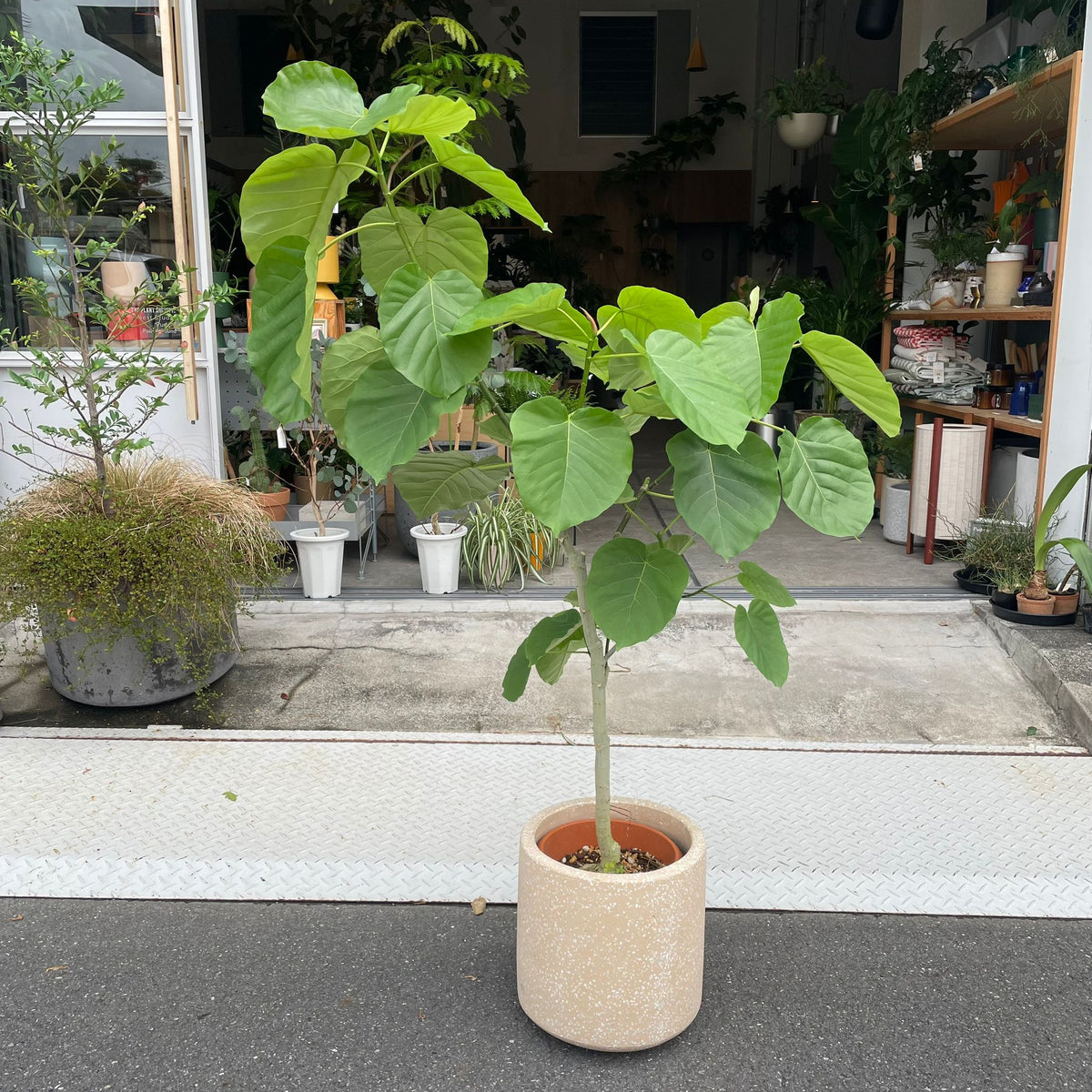 のらぽん　フィカス　ティーダ　植物　インテリア のらぽん フィカス ティーダ 植物 インテリア のらぽん様専用
