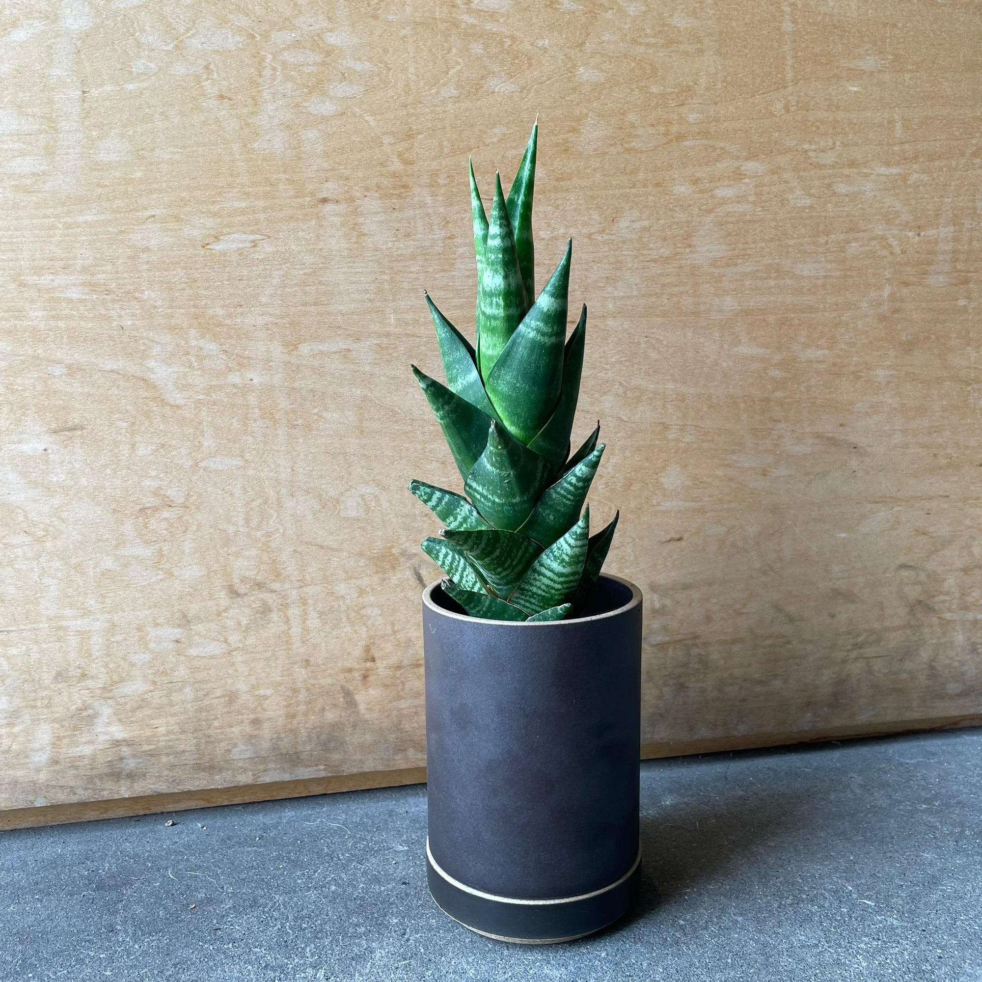 Snake Plant サンスベリア タイハイブリッド