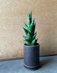Snake Plant サンスベリア タイハイブリッド