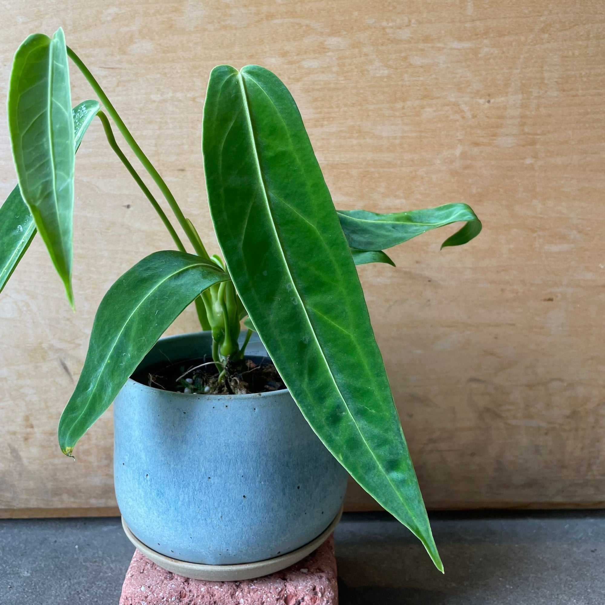 Queen Anthurium アンスリウム アロクエワナム