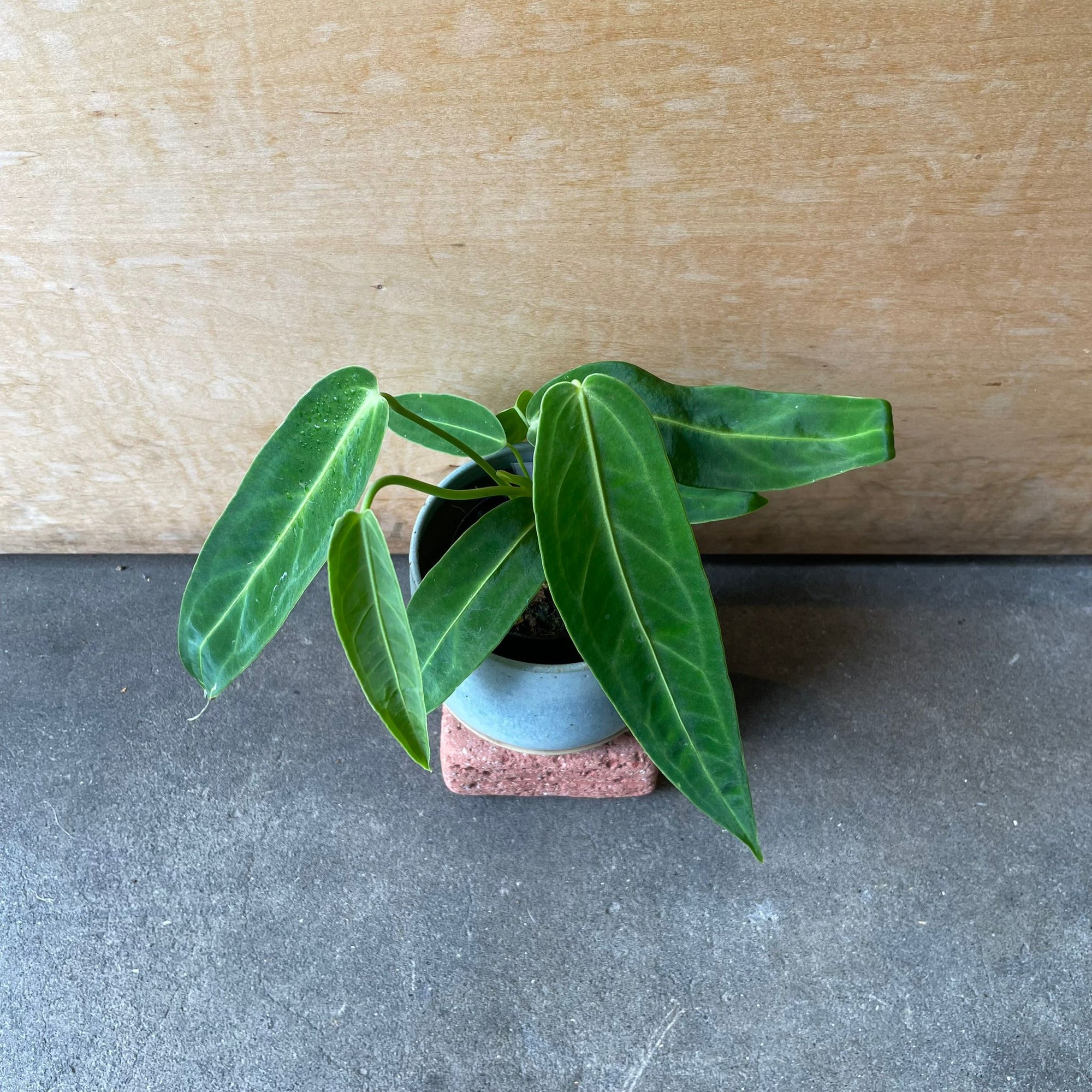 Queen Anthurium アンスリウム アロクエワナム