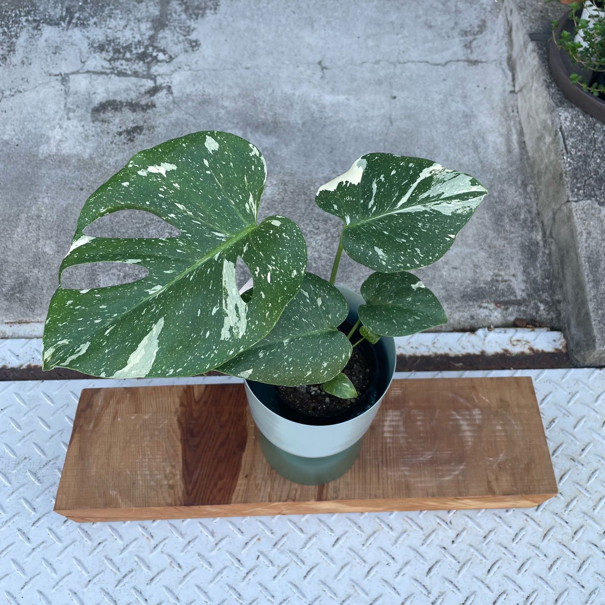 Fruit Salad Plant (Monstera deliciosa)  モンステラ デリシオーサ 斑入り