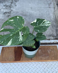 Fruit Salad Plant (Monstera deliciosa) モンステラ デリシオーサ 斑入り