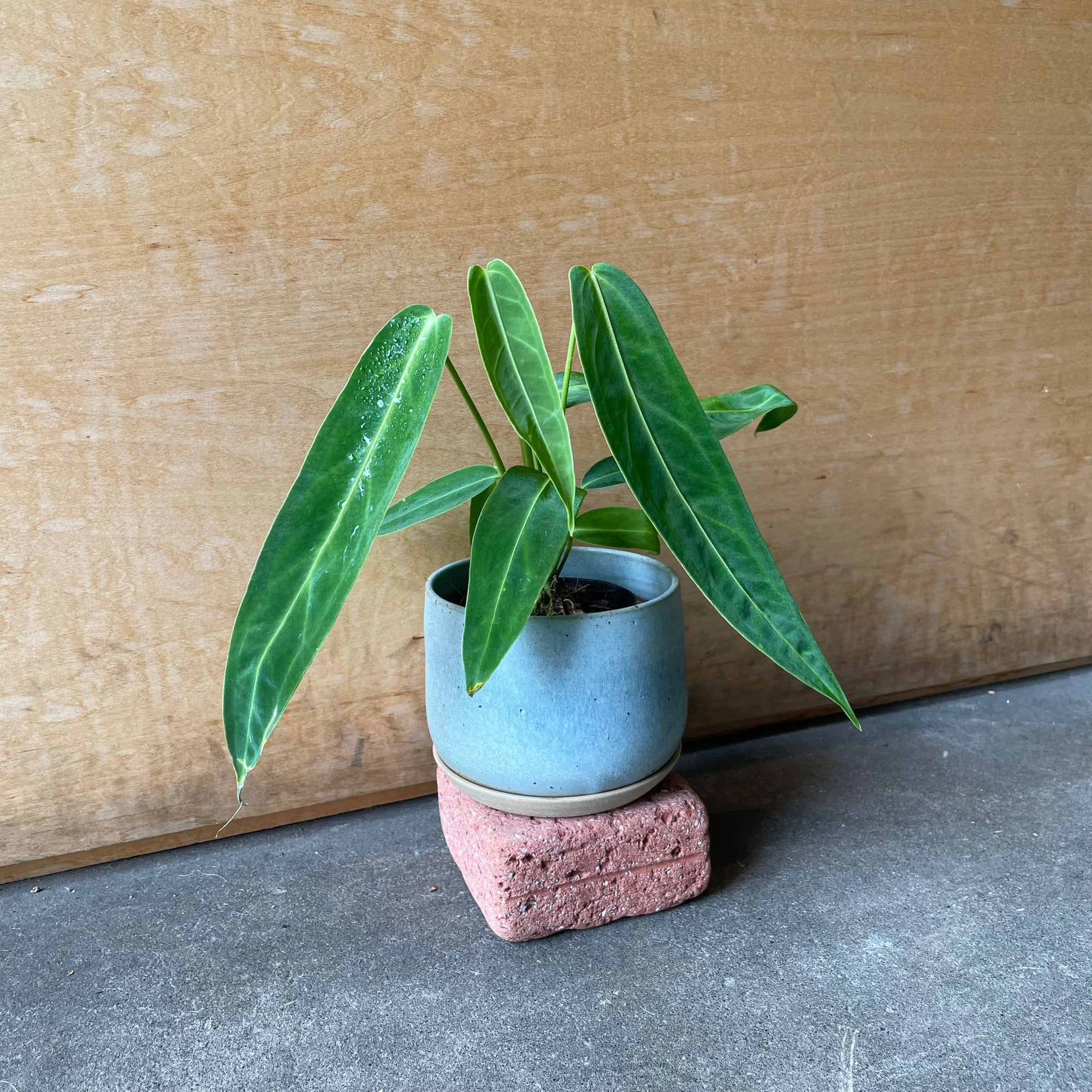 Queen Anthurium アンスリウム アロクエワナム