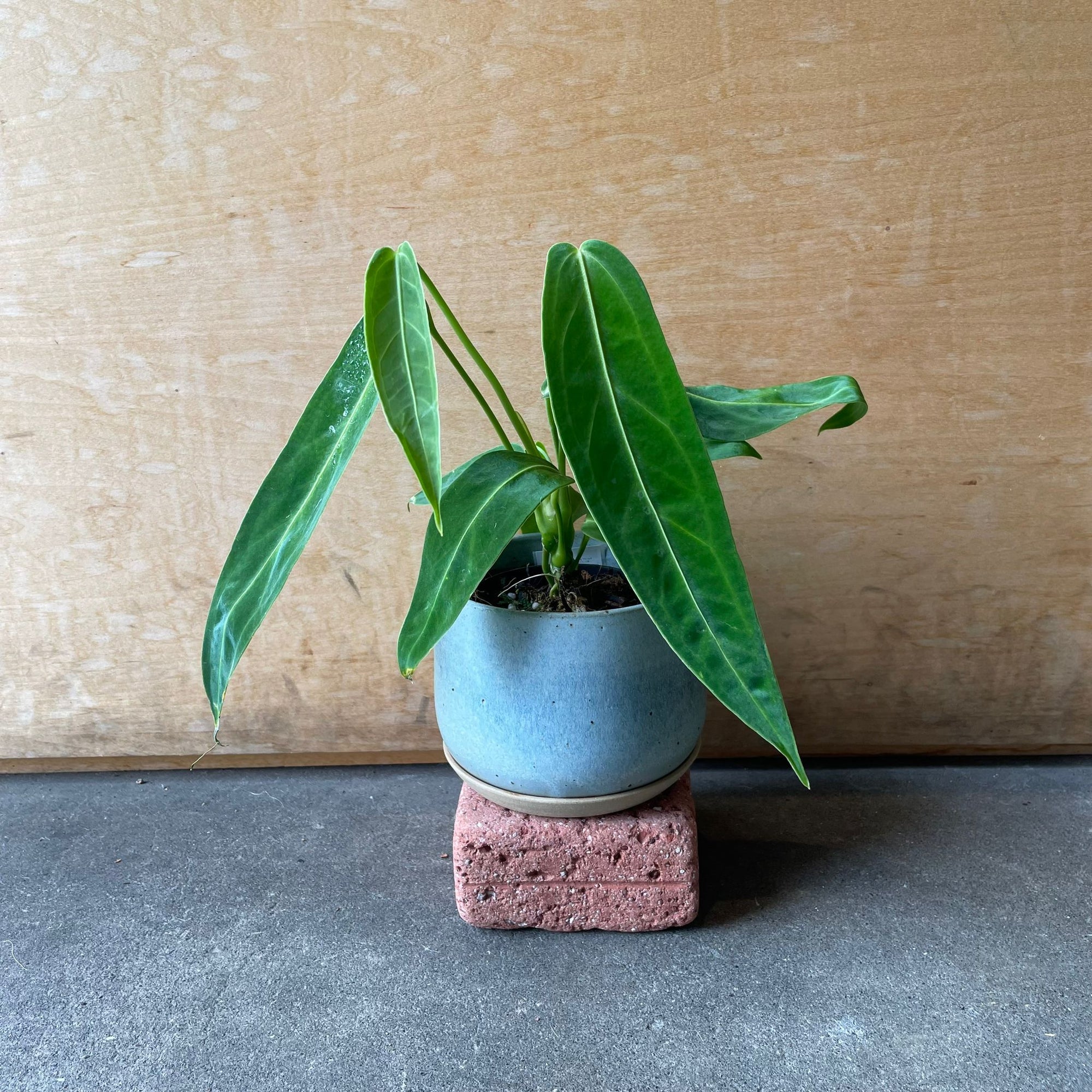 Queen Anthurium アンスリウム アロクエワナム