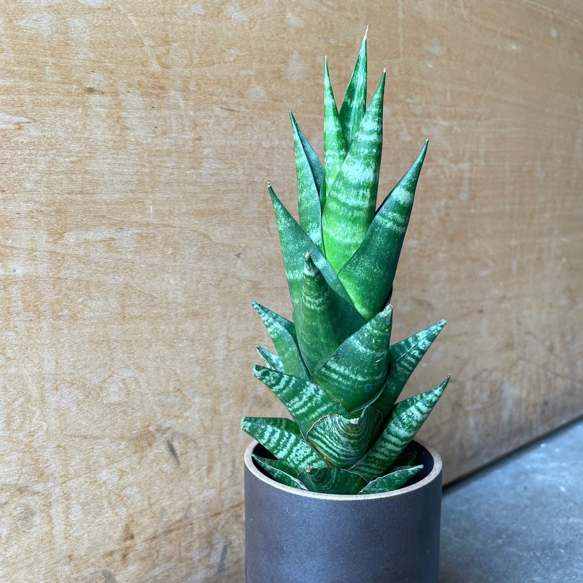 Snake Plant サンスベリア タイハイブリッド