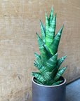 Snake Plant サンスベリア タイハイブリッド
