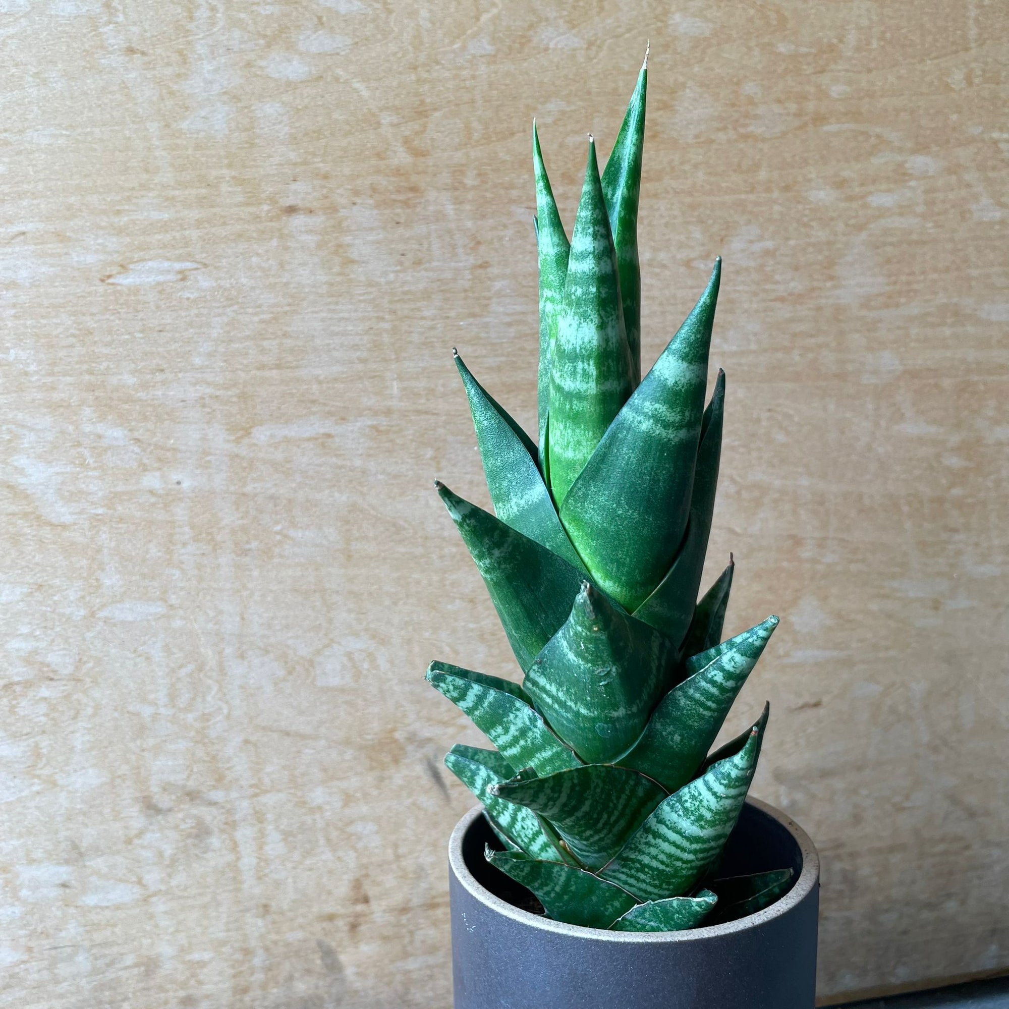 Snake Plant サンスベリア タイハイブリッド