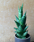 Snake Plant サンスベリア タイハイブリッド