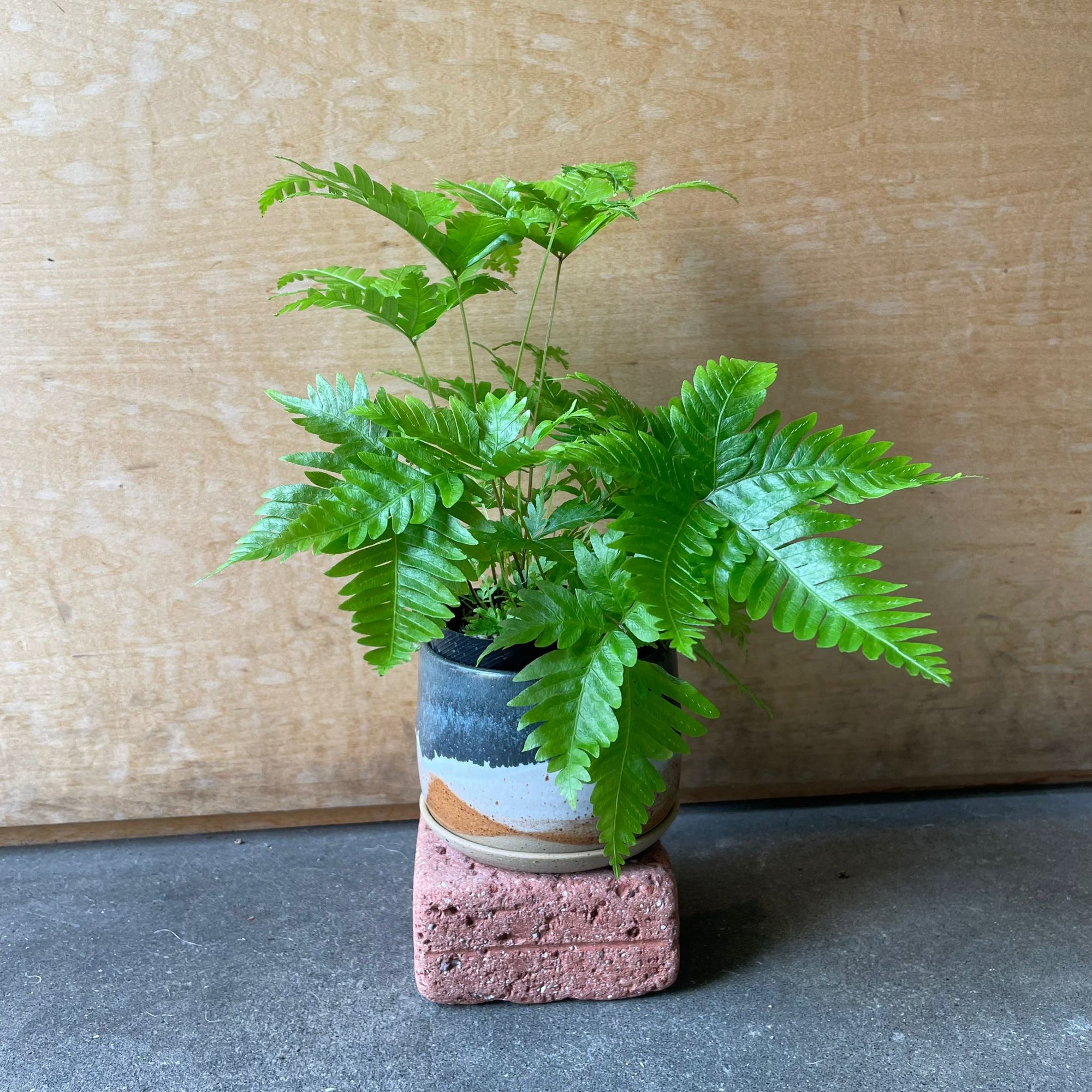 Brake fern プテリス フォーレイ