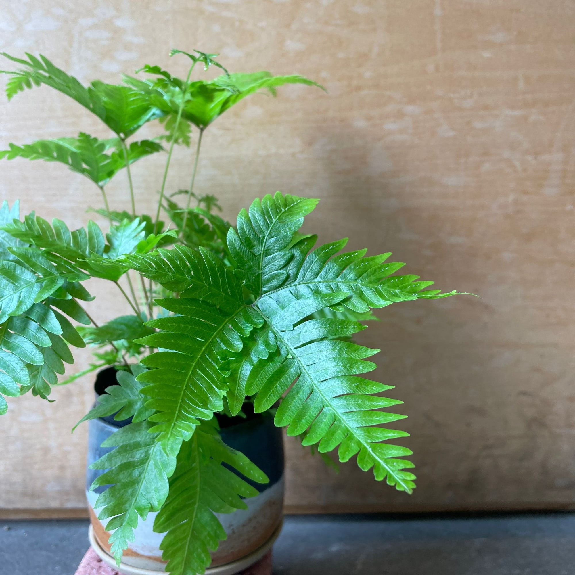 Brake fern プテリス フォーレイ