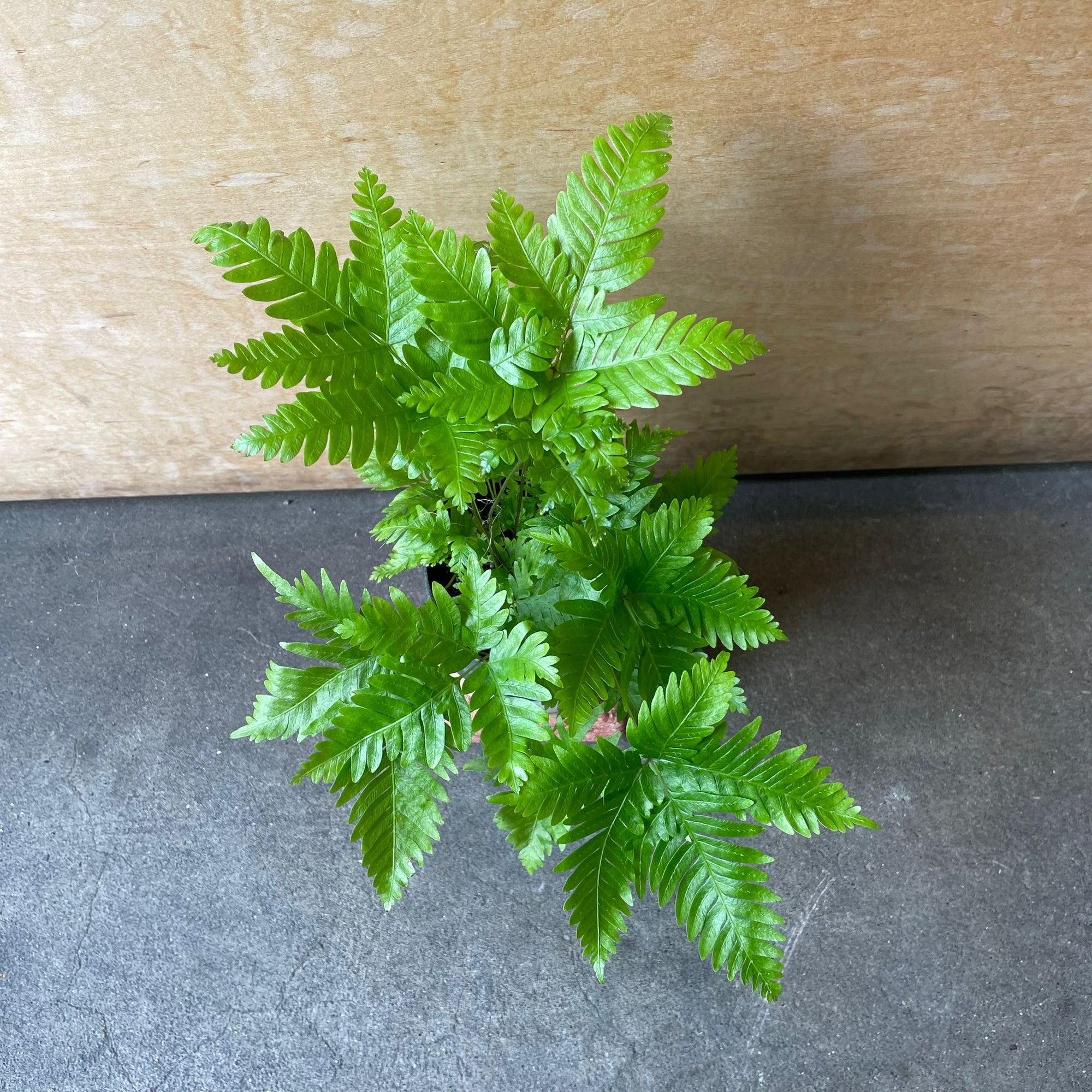 Brake fern プテリス フォーレイ