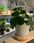 Pilea Peperomioides/Chinese Money Plant ピレア・ペペロミオイデス
