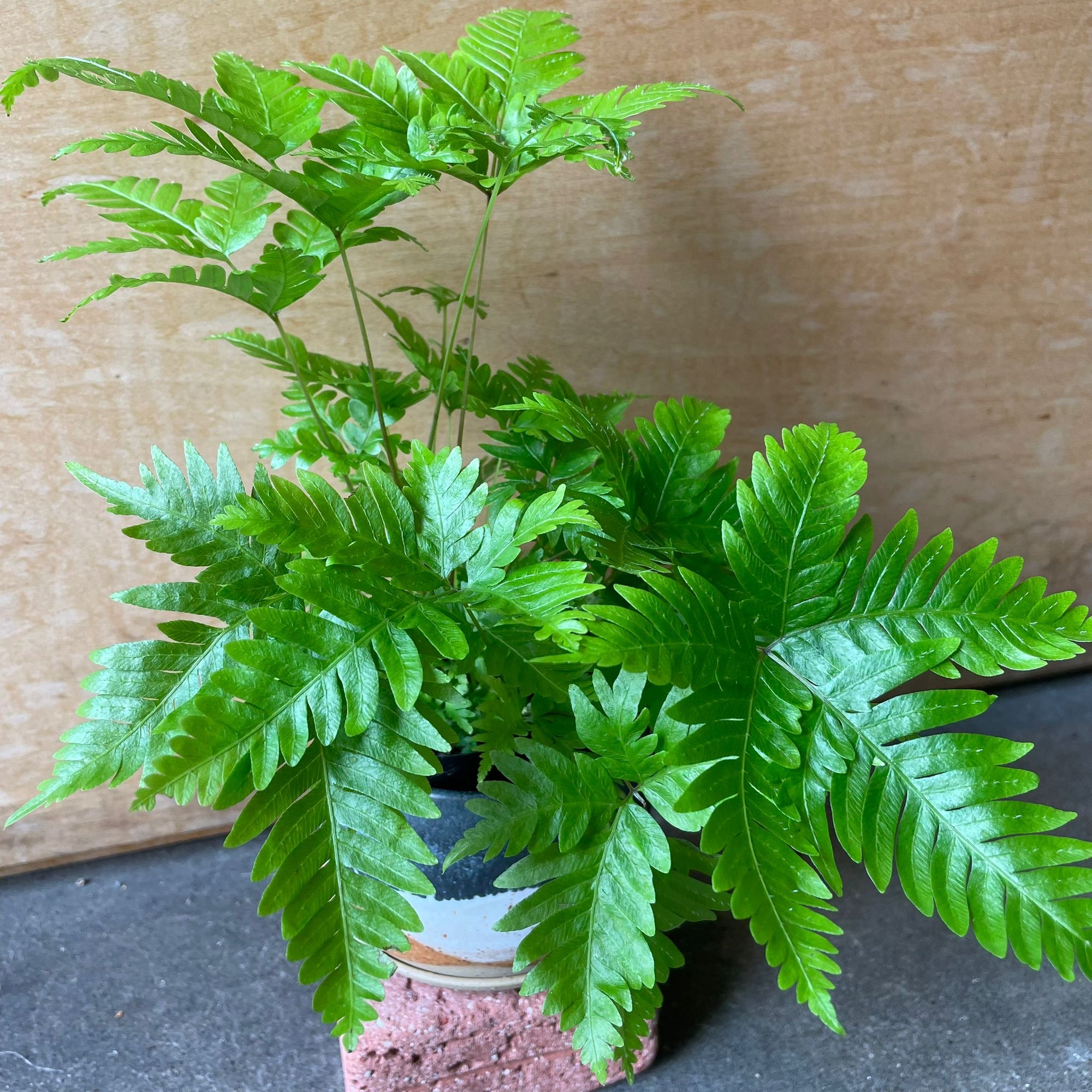 Brake fern プテリス フォーレイ