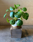 Pilea Peperomioides/Chinese Money Plant ピレア・ペペロミオイデス