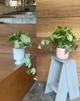 Syngonium podophyllum ・ Confettimilk シンゴニウム・コンフェッティミルク