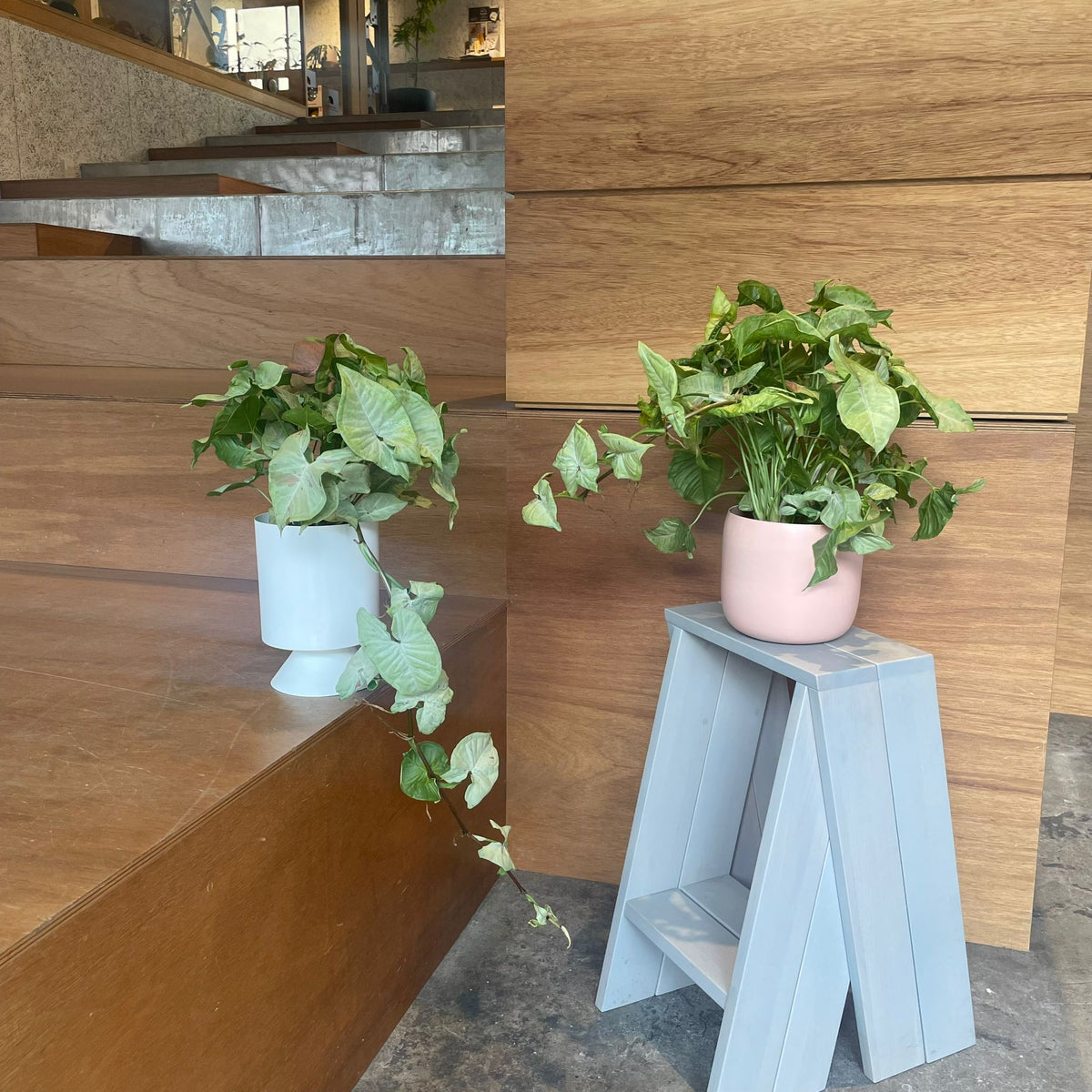 おしゃれ 観葉植物：シンゴニューム ミルクコンフェッティ
