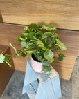 Syngonium podophyllum ・ Confettimilk シンゴニウム・コンフェッティミルク