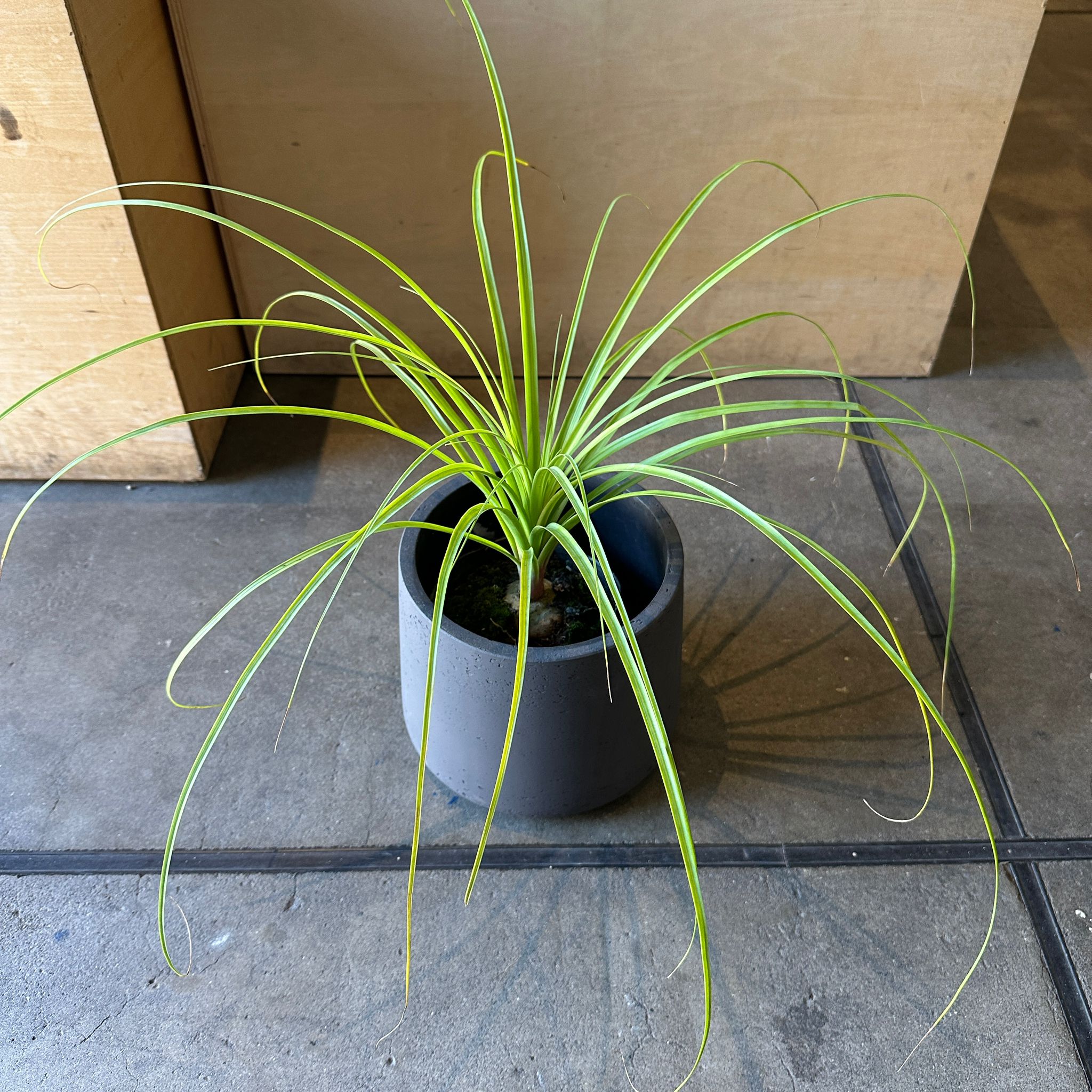 Ponytail Palm ポニーテールパーム トックリラン I インドアプランツ I