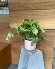 Syngonium podophyllum ・ Confettimilk シンゴニウム・コンフェッティミルク