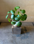 Pilea Peperomioides/Chinese Money Plant ピレア・ペペロミオイデス