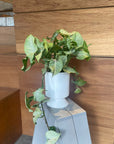 Syngonium podophyllum ・ Confettimilk シンゴニウム・コンフェッティミルク