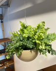 Phlebodium aureum ポリポジウム ・ダバナ