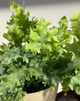 Phlebodium aureum ポリポジウム ・ダバナ
